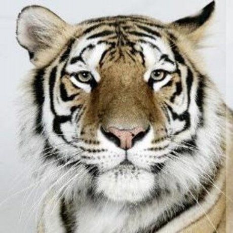 Avatar for TigerMan1992