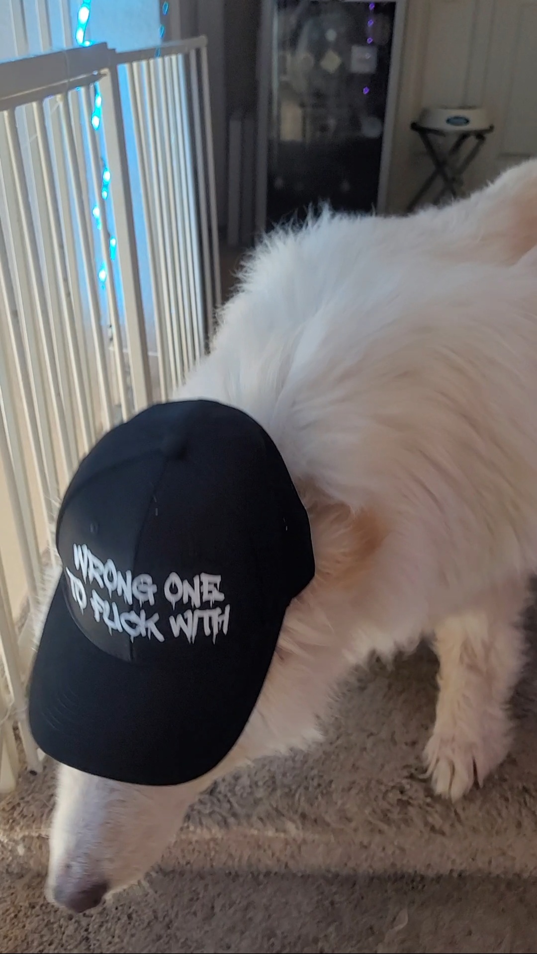 Avatar for KatrinaVanTassels