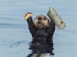 banner for burritoboogie24