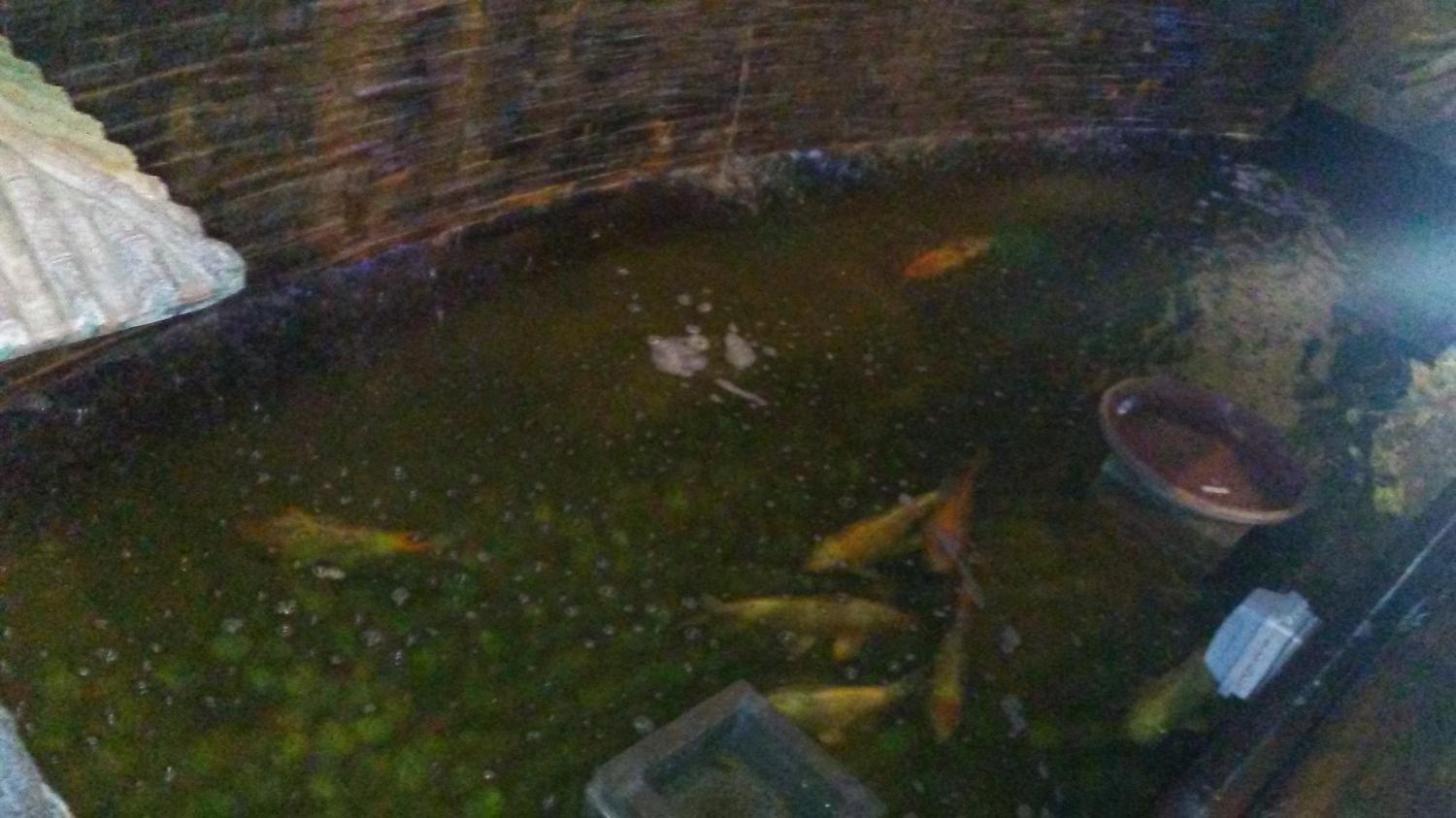 banner for MissTennn