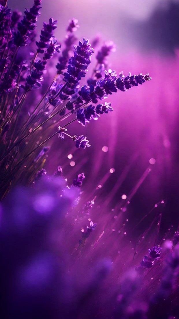 banner for BaileyJasper