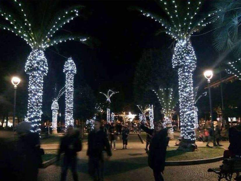 Palm Trees Decorated for Christmas